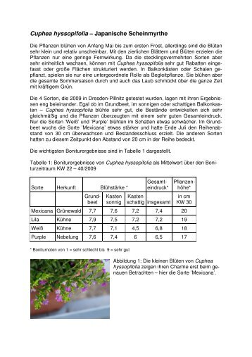 Cuphea hyssopifolia - Landwirtschaft in Sachsen