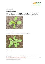 Hirtentäschelkraut (Capsella bursa-pastoris) - BISZ