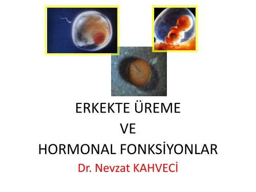 ERKEKTE ÜREME VE HORMONAL FONKSİYONLAR