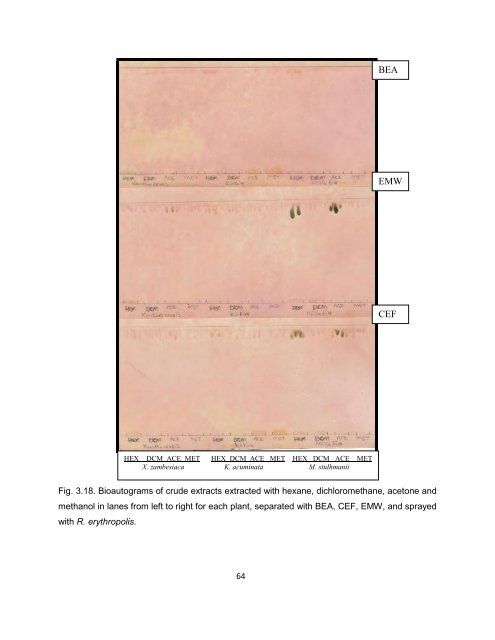 Mmushi T MSc (Microbiology).pdf