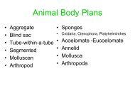 Animal Body Plans - Sfsu