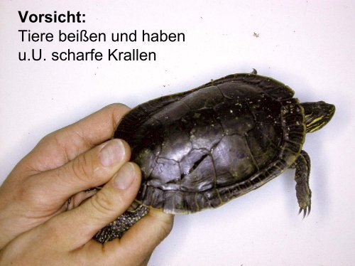 Propädeutik Reptilien und Amphibien - Vetstudy