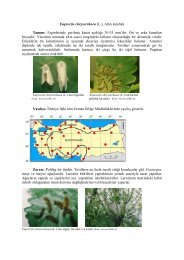 Euproctis chrysorrhoea (L.), Altın kelebek Tanımı: Erginlerinde ...