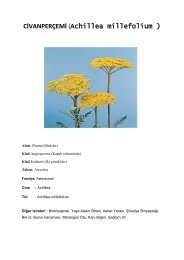 CİVANPERÇEMİ (Achillea millefolium )