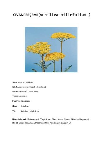 CİVANPERÇEMİ (Achillea millefolium )