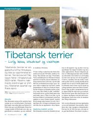 Tibetansk terrier - Norsk Kennel Klub