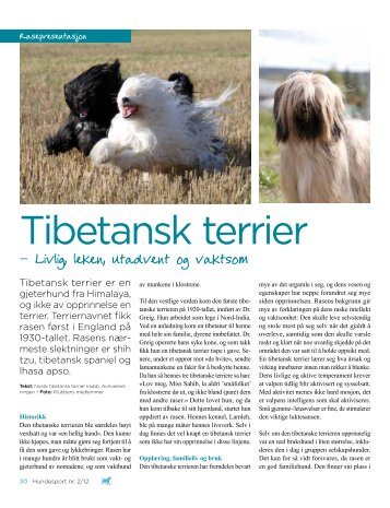 Tibetansk terrier - Norsk Kennel Klub