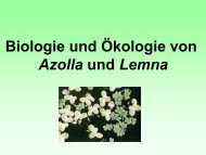 Biologie und Ökologie von Azolla und Lemna - www-user