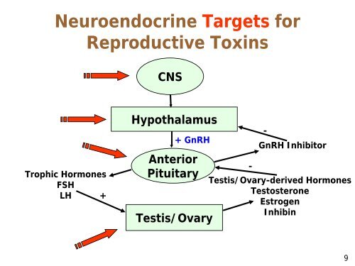 Lecture 7: Reproductive and Developmental Toxicology (Yager)