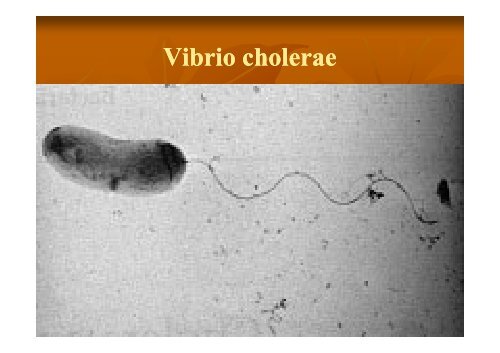 CHOLERA- Dr. J.J. Kambona [Compatibility Mode]