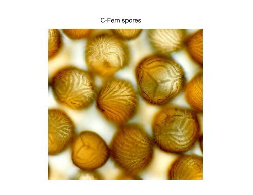 C-Fern spores