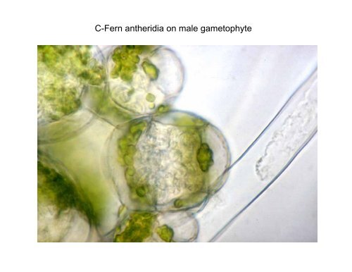 C-Fern spores