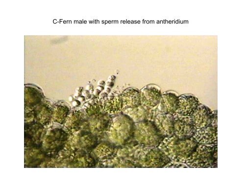 C-Fern spores