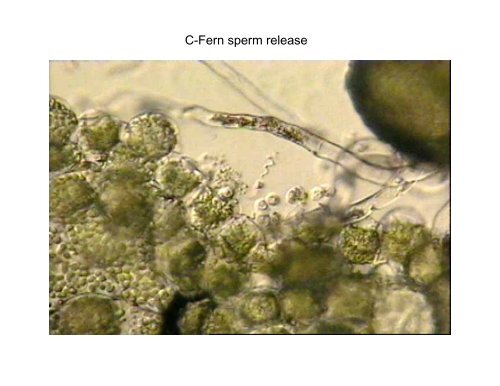 C-Fern spores