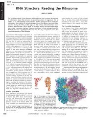 structure of the ribosome