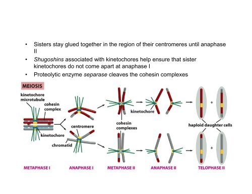 Meiosis, Germ Cells, and Fertilization