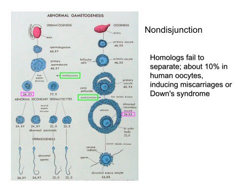 Meiosis, Germ Cells, and Fertilization