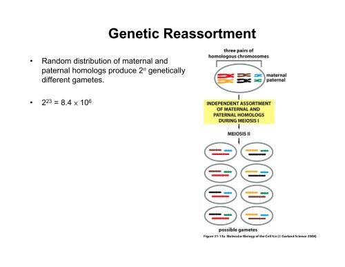 Meiosis, Germ Cells, and Fertilization