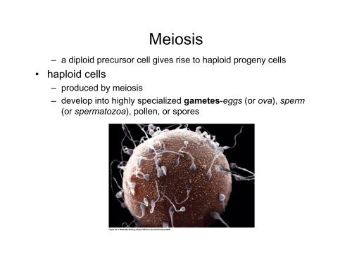 Meiosis, Germ Cells, and Fertilization