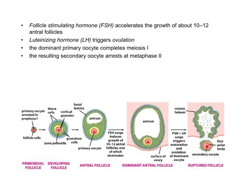 Meiosis, Germ Cells, and Fertilization