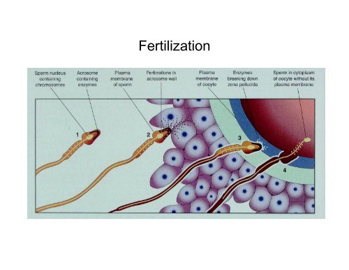 Meiosis, Germ Cells, and Fertilization