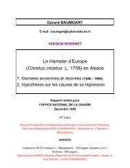 Le Hamster d'Europe (Cricetus cricetus L. 1758) en Alsace