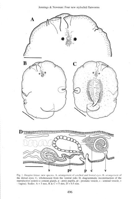 four new stylochid flatworms - Raffles Museum of Biodiversity ...