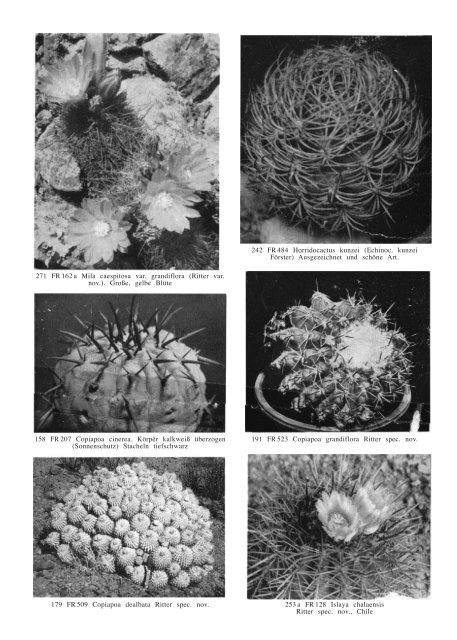 H. WINTER - Bibliothèque numérique d'ouvrages sur les cactus et ...