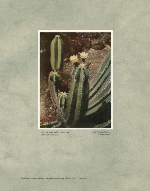 Cereus Silvestrii