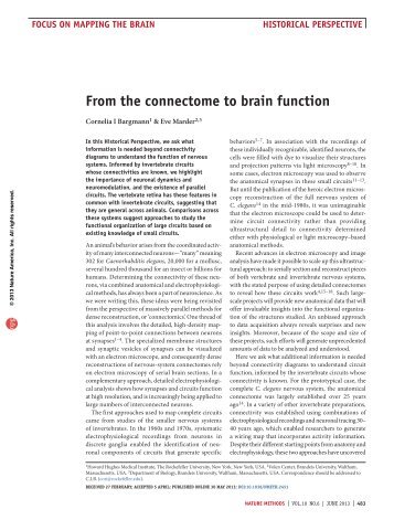 from the connectome to brain function - The Rockefeller University