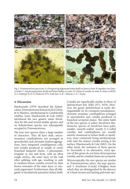 Four new lichen-associated Trimmatostromaspecies ... - SNL