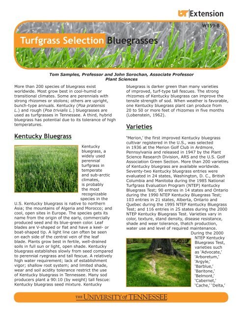 Turfgrass Selection Bluegrasses - UT Extension - The University of ...