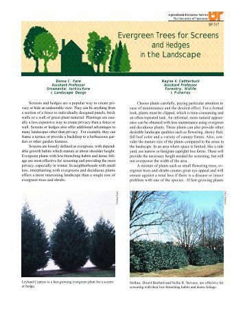 Evergreen Trees for Screens and Hedges in the ... - UT Extension