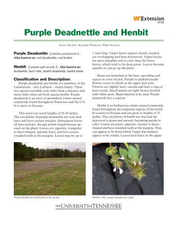 Purple Deadnettle and Henbit - UT Extension
