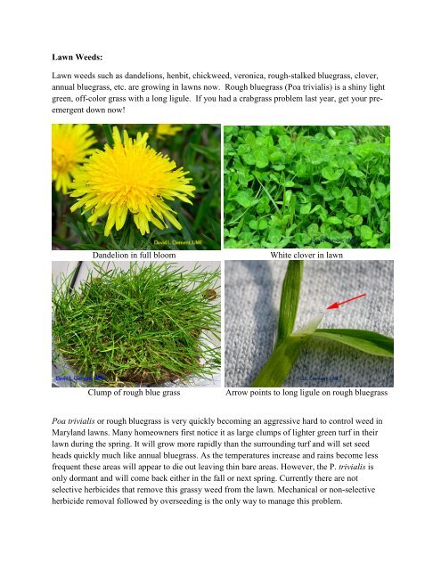 HortTips NewsletterVol. 1, No. 1 - University of Maryland Extension