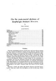 Eosphargis breineri - Dansk Geologisk Forening