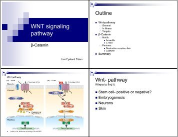 Live-WNT Signaling Pathway - Pharmacology