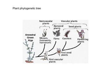 Lecture 10-12Aquatic Macrophytes.pdf