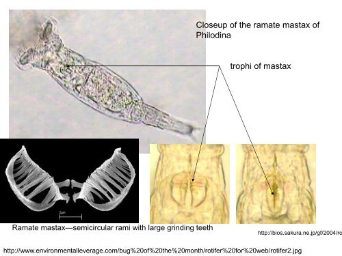 Lecture 16-Rotifers.pdf - Classes at U. of L.