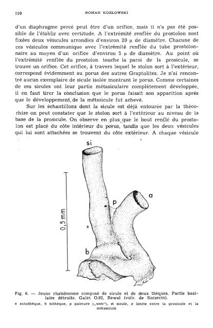 LE DÉVELOPPEMENT D'UN GRAPTOLITE TUBorDE Parmi les ...