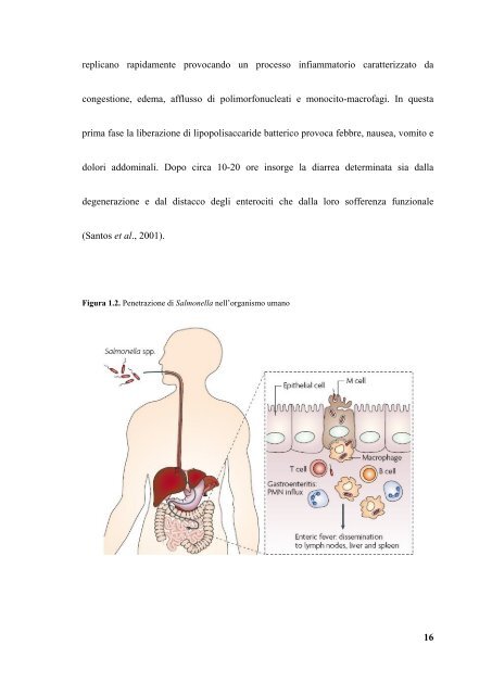 caratterizzazione molecolare e studio dell - Università degli Studi di ...