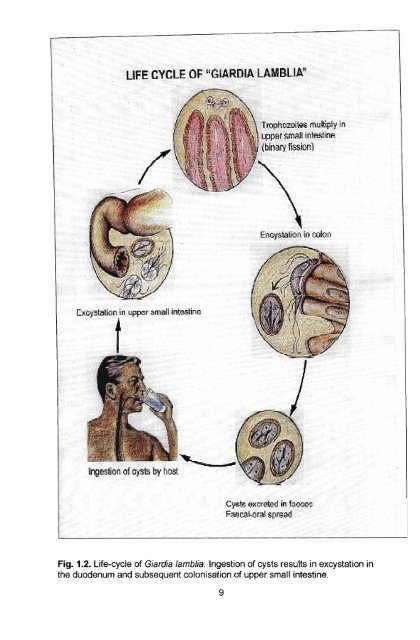 in vitro culture and isoenzyme analysis of giardia lamblia