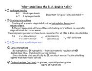 What stabilizes the N.A. double helix? < *