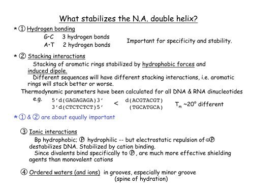 What stabilizes the N.A. double helix? < *