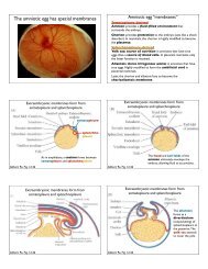 Lateral mesoderm and endoderm