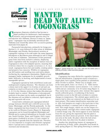 WANTED Dead not Alive: COGONGRASS - Alabama Cooperative ...