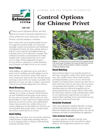 Control Options for Chinese Privet - Alabama Cooperative Extension ...