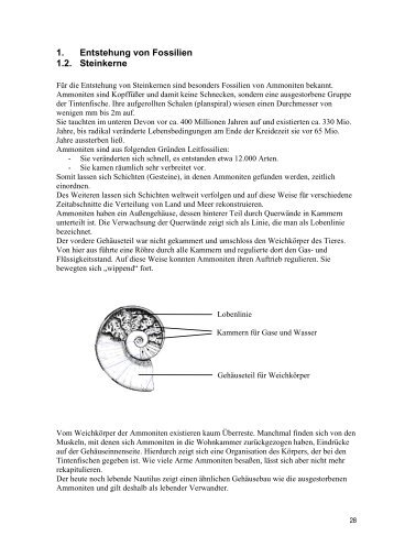 1. Entstehung von Fossilien 1.2. Steinkerne - Adler Verlag Holberg ...