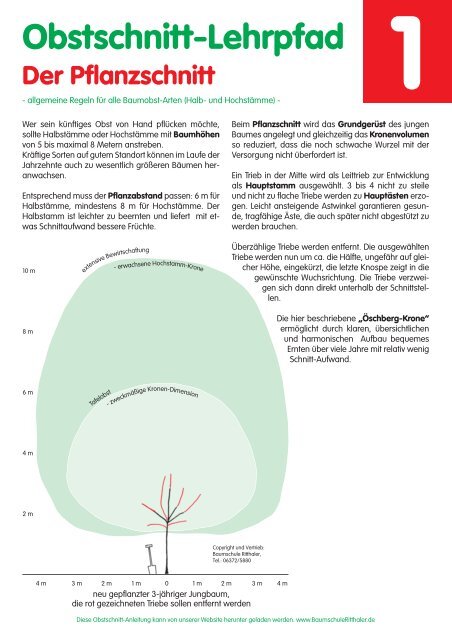 Obstbaum-Hoch- und Halbstämme richtig schneiden