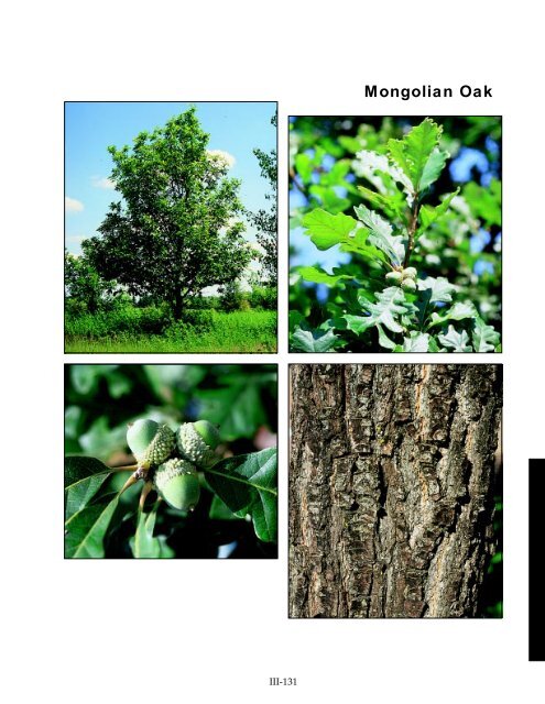 Mongolian Oak (Quercus mongolica) - NDSU